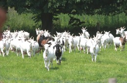Geitenboerderij Goat farm