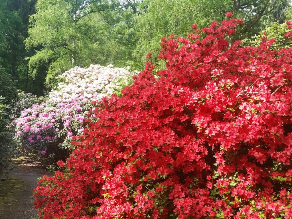 Rododendron