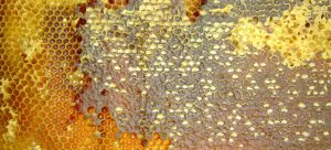 Bewust honing eten Eat honey consciously