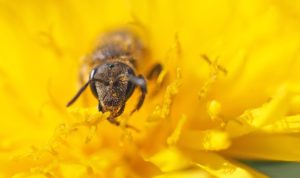 Het nut van bijen
