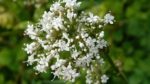 valeriana-officinalis-848736__180