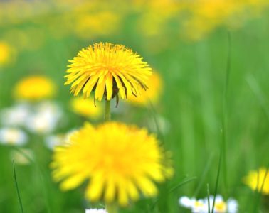 paardenbloem