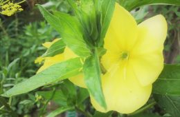 teunisbloem