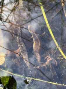 salamanders, kleine watersalamander