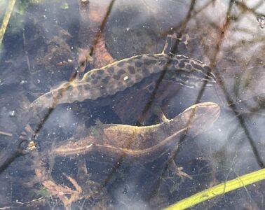 salamanders