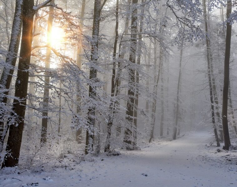 winter. photocredits: pixabay/Sonyuser