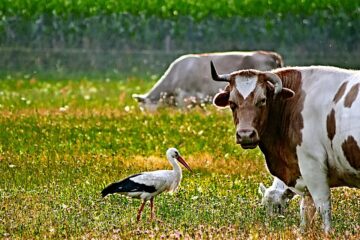 dierencommunicatie. photocredits: pixabay/guvo59